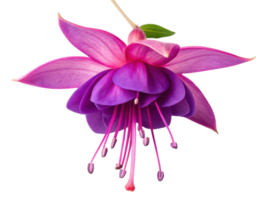 stunning fuchsia flower showcases vibrant petals in shades of pink and purple, creating captivating visual delight png
