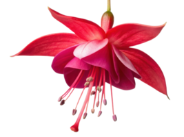stunning fuchsia flower blooms gracefully with vibrant petals showcasing beautiful blend of pink hues. Its delicate structure captivates eye png