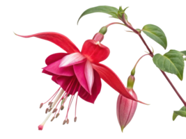 Fuchsia flower blooms vibrantly with delicate petals showcasing stunning blend of pink and white hues, creating captivating display of nature png