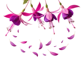 Fuchsia flowers bloom gracefully with vibrant petals creating stunning display of nature beauty and elegance png