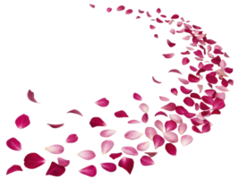 Fuchsia flower petals gracefully swirl in beautiful dance, creating vibrant and enchanting scene that captivates senses png