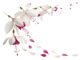fucsia flores graciosamente cascada con delicado pétalos creando sereno y hermosa monitor de naturaleza elegancia png