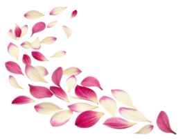 Fuchsia flower petals gracefully scatter in beautiful swirl, creating vibrant and delicate display of nature artistry png