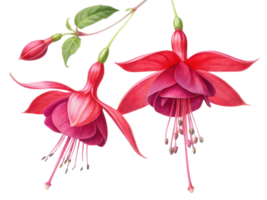 Fuchsia flowers bloom vibrantly with delicate petals showcasing shades of pink and purple, creating stunning visual display png