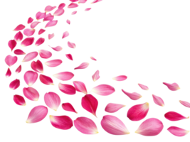 Fuchsia flower petals gracefully scatter in beautiful arc, creating vibrant and enchanting scene that captivates senses png