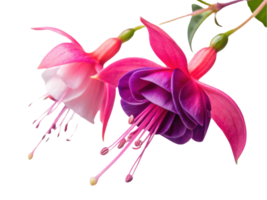 Fuchsia flowers bloom vibrantly with delicate petals showcasing stunning blend of pink and purple hues, creating captivating display png