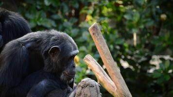 Common chimpanzee yawning showing all his teeth and fangs - Pan troglodytes video