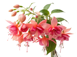 Fuchsia flowers bloom vibrantly with delicate petals showcasing shades of pink and coral, creating stunning display of nature beauty png