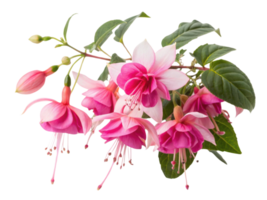Fuchsia flower blooms create stunning display of vibrant colors and delicate petals that brighten any garden or arrangement png