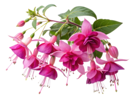 Fuchsia flowers bloom vibrantly showcasing their delicate petals and lush green leaves creating stunning natural display png