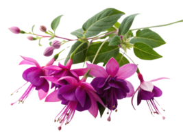 Fuchsia flowers bloom vibrantly showcasing their stunning colors and delicate petals creating beautiful natural display png