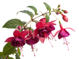 Fuchsia flowers bloom vibrantly with their stunning petals creating beautiful display of nature artistry png