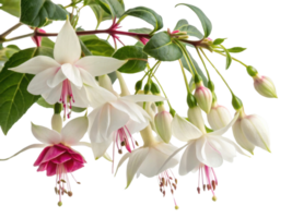 Fuchsia flowers bloom gracefully with delicate petals showcasing vibrant colors and lush green leaves creating stunning natural display png