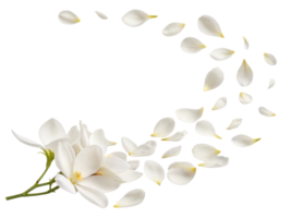 beautiful gardenia flower with delicate petals gracefully falling, creating serene and elegant atmosphere png