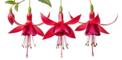 Fuchsia flowers bloom vibrantly with their striking petals creating stunning display of nature beauty png