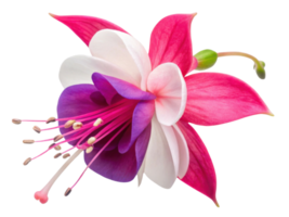 stunning fuchsia flower showcases vibrant pink and purple petals, creating beautiful and eye catching display in any garden png