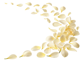 Delicate gardenia flower petals gracefully scatter across transparency background creating serene and beautiful atmosphere png