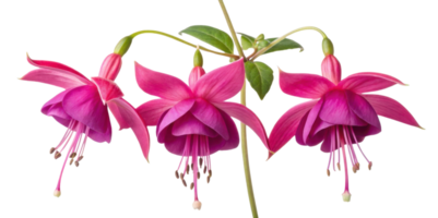 Fuchsia flowers bloom vibrantly showcasing their delicate petals and graceful form, creating stunning visual display of nature beauty png