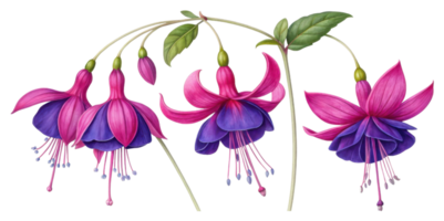Fuchsia flowers bloom gracefully with vibrant petals showcasing beautiful blend of pink and purple hues. Their delicate charm captivates all png