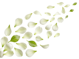 Delicate gardenia flower petals gracefully scatter across transparency background creating serene and calming atmosphere png