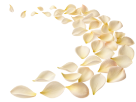 Delicate gardenia flower petals create serene and beautiful path, evoking sense of tranquility and elegance in any setting png
