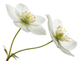 Beautiful hellebore flowers bloom gracefully, showcasing delicate petals and vibrant stamens that evoke sense of tranquility and elegance png