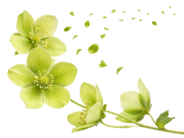 Hellebore flowers bloom gracefully, showcasing their delicate petals and vibrant green hues, creating serene and enchanting atmosphere png