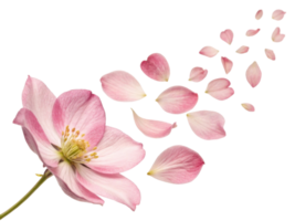 delicate hellebore flower gracefully releases its soft pink petals, creating serene and enchanting atmosphere png