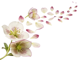 eléboro flores floración graciosamente, exhibiendo delicado pétalos ese crear maravilloso visual fluir de belleza y elegancia png
