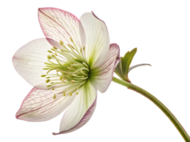 beautiful hellebore flower showcases delicate petals with intricate veining and soft green center, perfect for adding elegance to any setting png