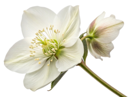 beautiful hellebore flower showcases delicate white petals and intricate green stamens, symbolizing elegance and tranquility png