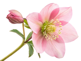 beautiful hellebore flower showcases delicate pink petals and budding flower, symbolizing elegance and grace in nature png
