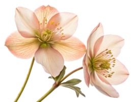 Hellebore flowers bloom gracefully with delicate petals showcasing soft pink hues and intricate details, perfect for adding elegance to any png