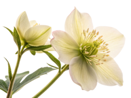 beautiful hellebore flower showcases delicate petals and vibrant green details, creating serene and elegant display of nature beauty png