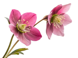 Delicate hellebore flowers bloom gracefully, showcasing their vibrant pink petals and intricate details, creating serene and enchanting atmosphere png