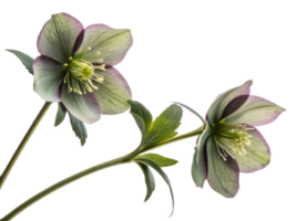 Hellebore flowers bloom gracefully, showcasing their delicate petals and vibrant colors, perfect for adding beauty to any garden or arrangement png