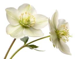 Hellebore flowers bloom gracefully with delicate petals and vibrant green centers, showcasing nature beauty in serene display png