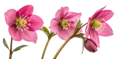Hellebore flowers bloom gracefully with their delicate pink petals and vibrant green centers, creating stunning display of nature beauty png