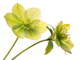 Hellebore flowers bloom gracefully with delicate petals showcasing vibrant green hues and intricate details, symbolizing beauty and resilience png