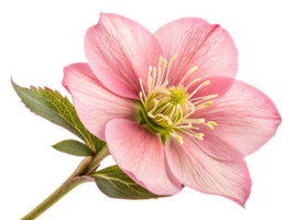 delicate hellebore flower showcases soft pink petals and vibrant green details, creating serene and beautiful display in nature png