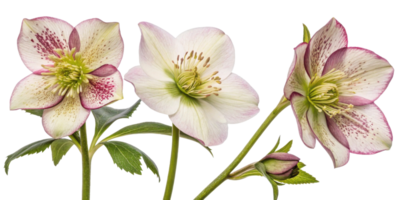 Hellebore flowers bloom gracefully with delicate petals showcasing blend of colors, creating stunning visual display in nature png