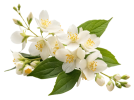 Jasmine flowers bloom beautifully with delicate petals and vibrant green leaves creating serene and fragrant display png