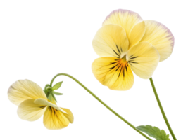 beautiful pansy flower with delicate yellow petals showcases its vibrant colors and intricate patterns, adding charm to any garden png