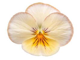 beautiful pansy flower with delicate petals showcasing soft cream and yellow hues, perfect for adding elegance to any garden or arrangement png