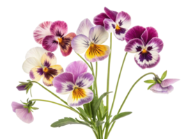 Beautiful pansy flowers in various colors create vibrant bouquet that brightens any space with their charm and elegance png