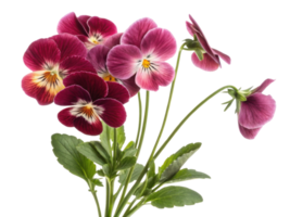 Beautiful pansy flowers bloom in vibrant colors showcasing their delicate petals and lush green leaves, creating stunning floral display png