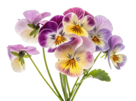 Beautiful pansy flowers in vibrant colors create stunning bouquet that brightens any space with their charm and elegance png