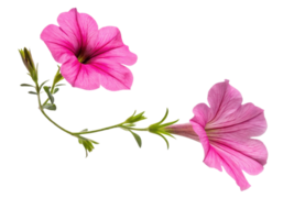 Petunia flowers bloom vibrantly showcasing their delicate petals and lush green stems creating stunning visual display png
