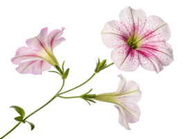 Petunia flowers bloom beautifully with delicate petals showcasing vibrant colors and intricate patterns that captivate eye png