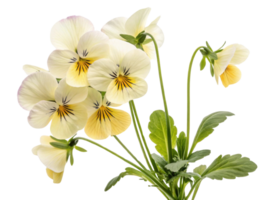 Beautiful pansy flowers bloom gracefully, showcasing their delicate petals and vibrant colors, perfect for brightening any garden or bouquet png